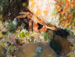 Red-Ridged Clinging Crab IMG 9585